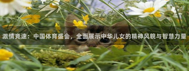 杏宇包怎么样